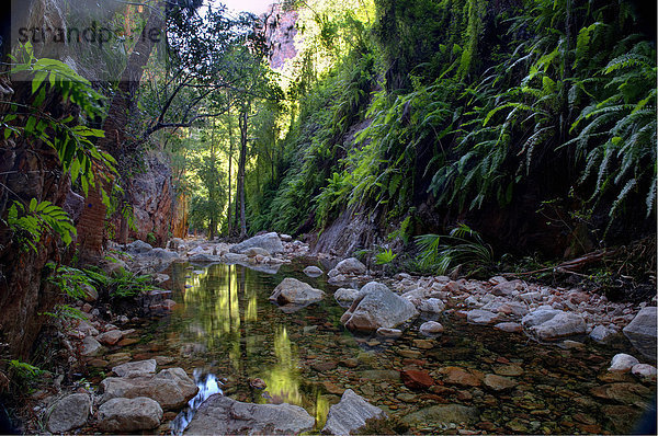 Spiegelung  Bach  Regenwald  Australien  Western Australia