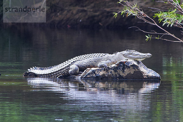 Tier  fließen  Fluss  Regenwald  Australien  Krokodil  Queensland