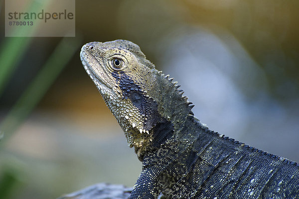 Tier  Australien  Echse  Queensland