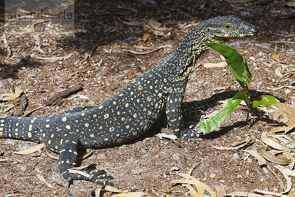 Tier  Australien  Queensland