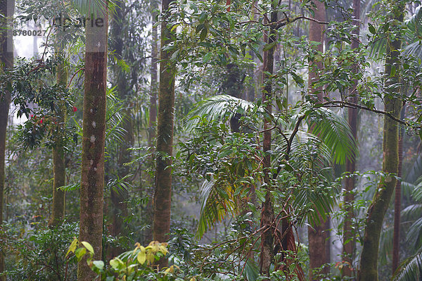 Nationalpark Wald Holz Regenwald Australien Queensland