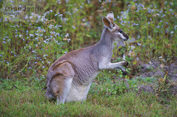 Nationalpark  Tier  Australien  Carnarvon  Känguru  Queensland