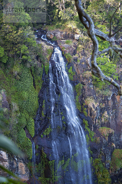 Nationalpark  Wasserfall  Regenwald  Australien  Queensland