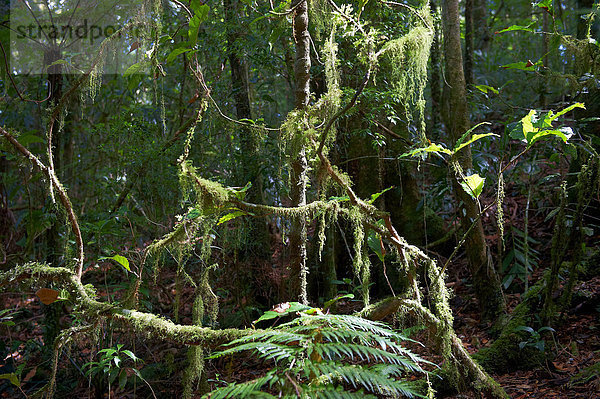 Nationalpark  Baum  Regenwald  Australien  New South Wales