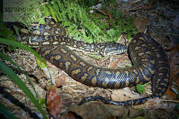 Nationalpark  Tier  Reihe  Regenwald  Australien  New South Wales  Pythonschlange