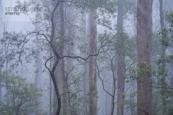 Nationalpark Baum Wald Nebel Holz Australien New South Wales