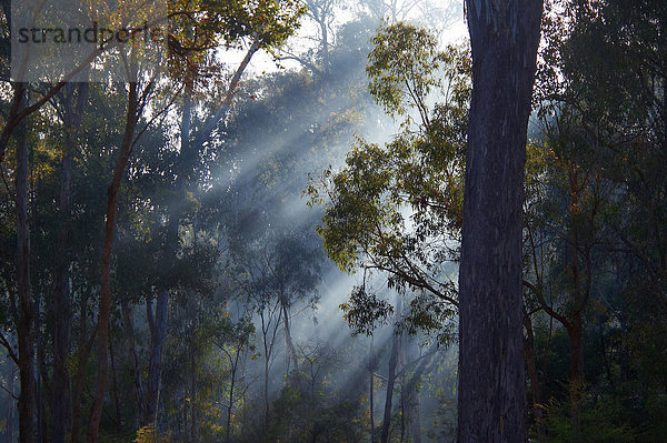 Nationalpark Baum Wald Pflanze Nebel Holz Victoria Australien Eukalyptus