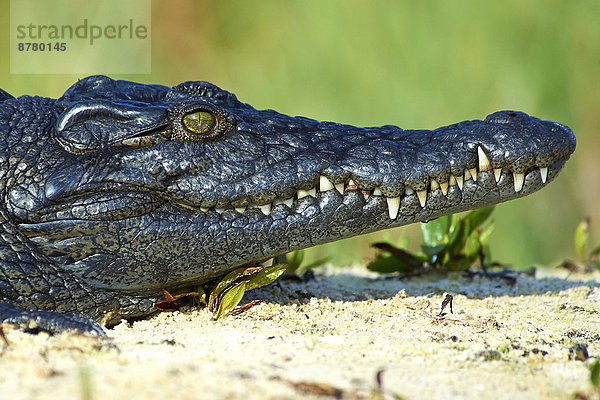 Afrika  Botswana  Krokodil