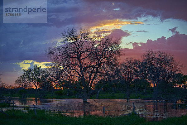 Wasser  Sonnenuntergang  Baum  Afrika  Botswana  Stimmung