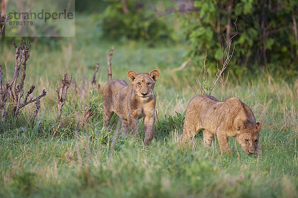 Löwe  Panthera leo  Tier  Gras  Afrika  Botswana