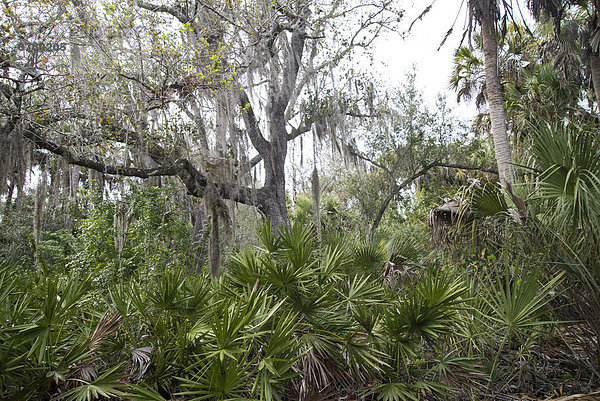 Vereinigte Staaten von Amerika  USA  Amerika  Baum  Natur  Florida