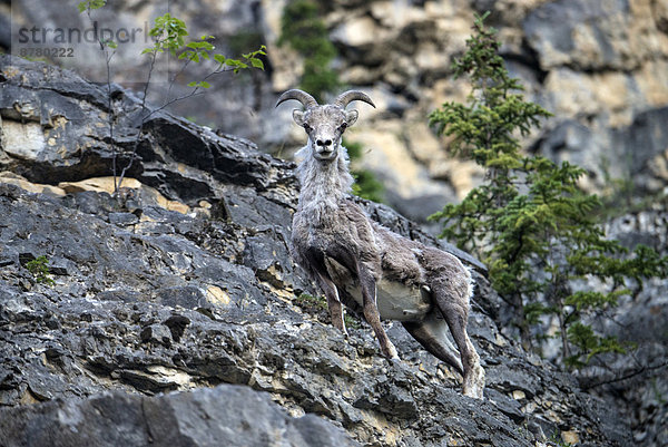 State Park  Provincial Park  Felsbrocken  Tier  Kanada