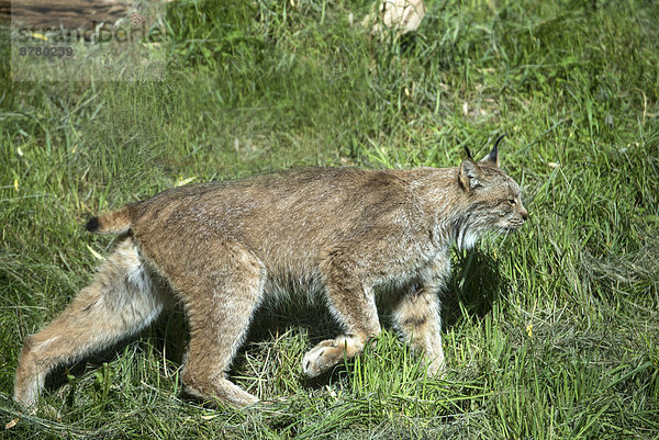 Vereinigte Staaten von Amerika  USA  Amerika  Tier  Wiese  Luchs  lynx lynx