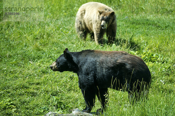 Vereinigte Staaten von Amerika  USA  Bär  Schwarzbär  Ursus americanus  Amerika  Tier  Wiese