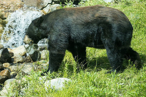 Vereinigte Staaten von Amerika  USA  Bär  Schwarzbär  Ursus americanus  Amerika  Tier  Bach  Wiese