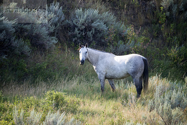Vereinigte Staaten von Amerika  USA  Amerika  Tier  Pferd  Equus caballus  ungestüm  Wiese