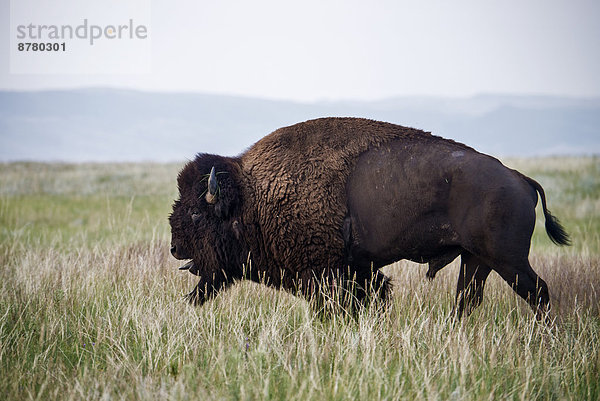 Vereinigte Staaten von Amerika  USA  Nationalpark  Amerika  Tier  Wiese  Büffel  Bison  South Dakota