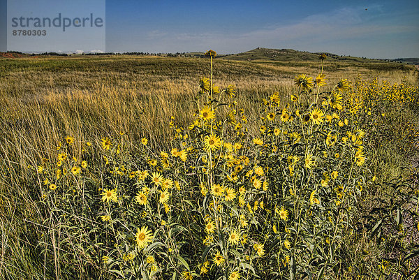 Vereinigte Staaten von Amerika  USA  Nationalpark  Amerika  Blume  gelb  Feld  Gänseblümchen  Bellis perennis  South Dakota