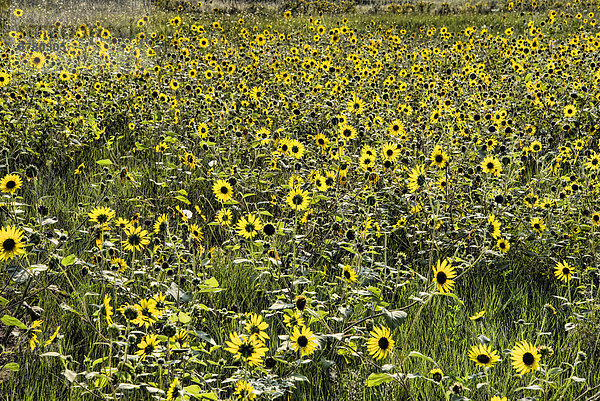 Vereinigte Staaten von Amerika  USA  Nationalpark  Amerika  Blume  gelb  Feld  Gänseblümchen  Bellis perennis  South Dakota