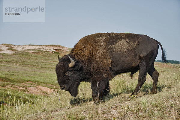 Vereinigte Staaten von Amerika  USA  Nationalpark  Amerika  Tier  Büffel  Bison  Prärie  South Dakota