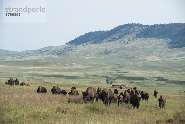 Vereinigte Staaten von Amerika  USA  Nationalpark  Amerika  Tier  Büffel  Bison  Prärie  South Dakota
