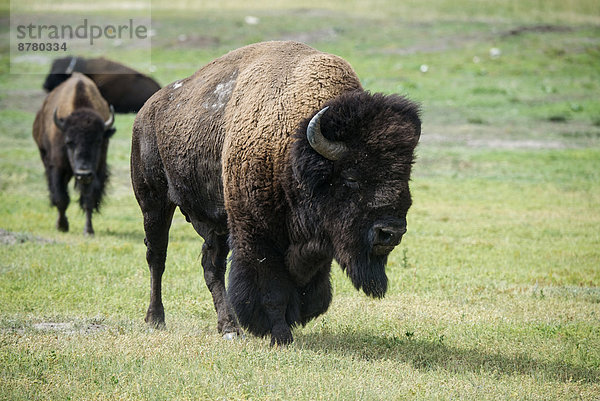 Vereinigte Staaten von Amerika  USA  Nationalpark  Amerika  Tier  Büffel  Bison  South Dakota