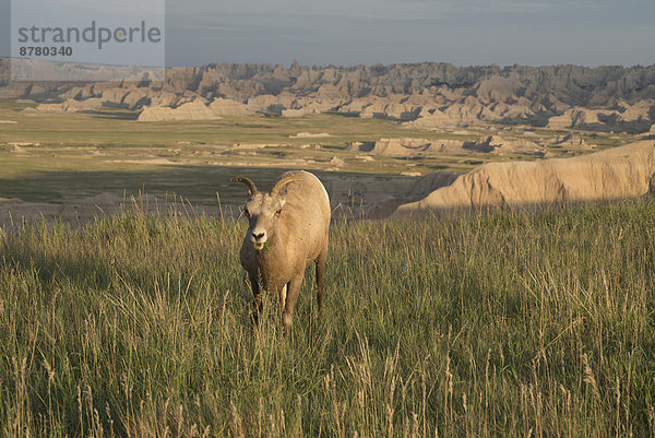 Vereinigte Staaten von Amerika  USA  Dickhornschaf  Ovis canadensis  Nationalpark  Amerika  Wiese  Steppe  South Dakota