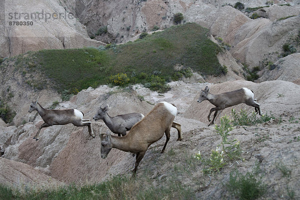 Vereinigte Staaten von Amerika  USA  Dickhornschaf  Ovis canadensis  Nationalpark  Felsbrocken  Amerika  Steppe  South Dakota