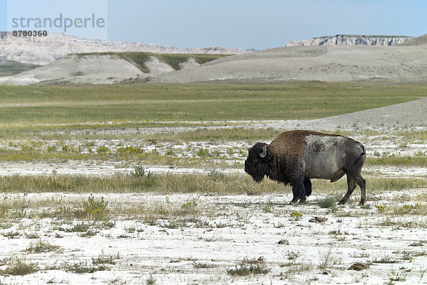 Vereinigte Staaten von Amerika  USA  Nationalpark  Amerika  Steppe  Büffel  Amerikanischer Bison  Bison  Prärie  South Dakota
