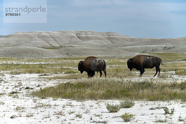 Vereinigte Staaten von Amerika  USA  Nationalpark  Amerika  Steppe  Büffel  Amerikanischer Bison  Bison  Prärie  South Dakota