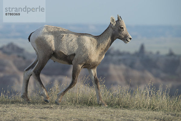 Vereinigte Staaten von Amerika  USA  Dickhornschaf  Ovis canadensis  Nationalpark  Amerika  Tier  Steppe  South Dakota