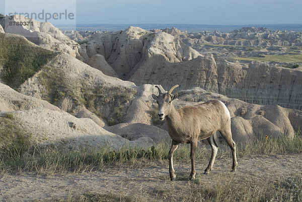 Vereinigte Staaten von Amerika  USA  Dickhornschaf  Ovis canadensis  Nationalpark  Amerika  Tier  Steppe  South Dakota