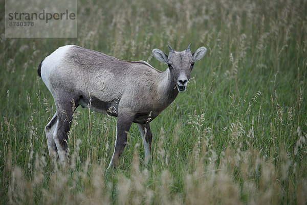 Vereinigte Staaten von Amerika  USA  Dickhornschaf  Ovis canadensis  Nationalpark  Amerika  Tier  Steppe  South Dakota