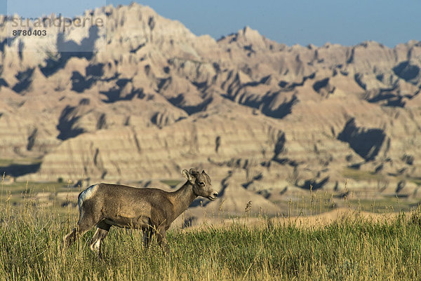 Vereinigte Staaten von Amerika  USA  Dickhornschaf  Ovis canadensis  Nationalpark  Amerika  Tier  Steppe  South Dakota