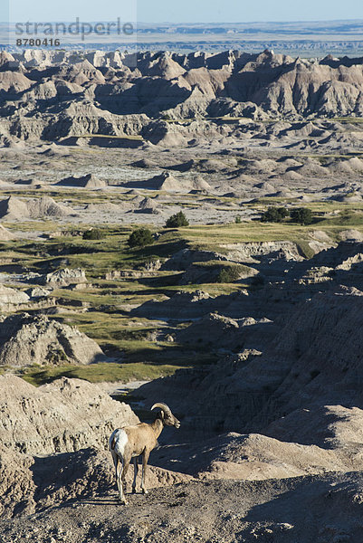 Vereinigte Staaten von Amerika  USA  Dickhornschaf  Ovis canadensis  Nationalpark  Amerika  Tier  Steppe  South Dakota