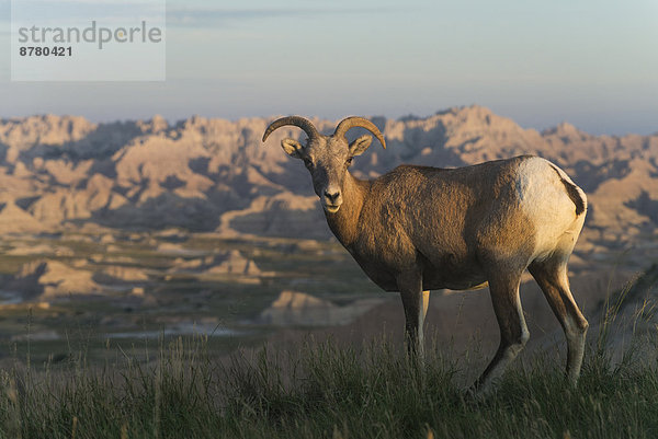 Vereinigte Staaten von Amerika  USA  Dickhornschaf  Ovis canadensis  Nationalpark  Amerika  Tier  Steppe  South Dakota