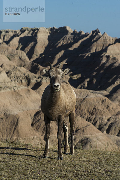 Vereinigte Staaten von Amerika  USA  Dickhornschaf  Ovis canadensis  Nationalpark  Amerika  Tier  Steppe  South Dakota