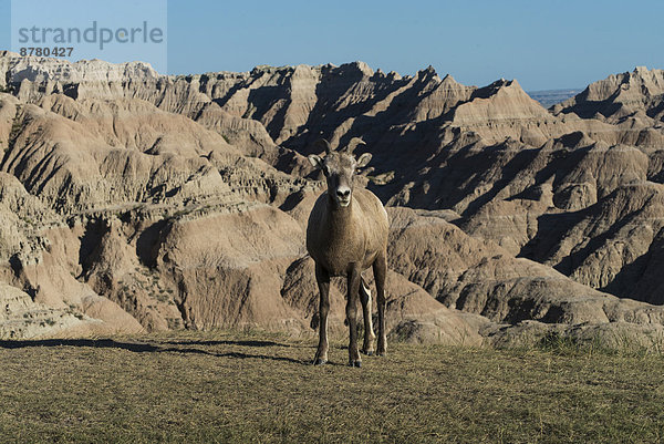 Vereinigte Staaten von Amerika  USA  Dickhornschaf  Ovis canadensis  Nationalpark  Amerika  Tier  Steppe  South Dakota