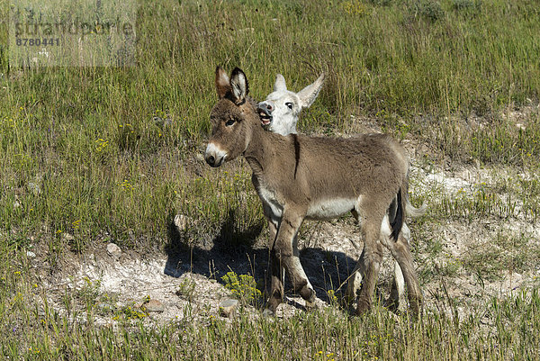 Vereinigte Staaten von Amerika  USA  State Park  Provincial Park  Esel  Amerika  Tier  2  South Dakota