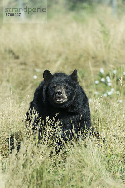 Vereinigte Staaten von Amerika  USA  Bär  Braunbär  Ursus arctos  Schwarzbär  Ursus americanus  Amerika  Tier