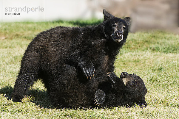 Vereinigte Staaten von Amerika  USA  Bär  Braunbär  Ursus arctos  Amerika  Tier