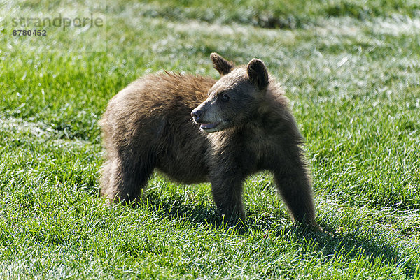 Vereinigte Staaten von Amerika  USA  Bär  Braunbär  Ursus arctos  Amerika  Tier