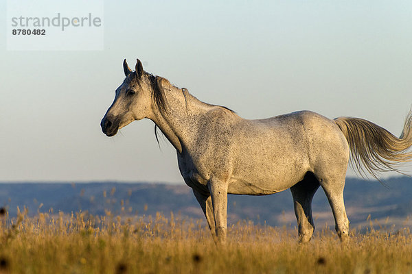 Vereinigte Staaten von Amerika  USA  Amerika  Tier  Pferd  Equus caballus  Prärie  Wyoming