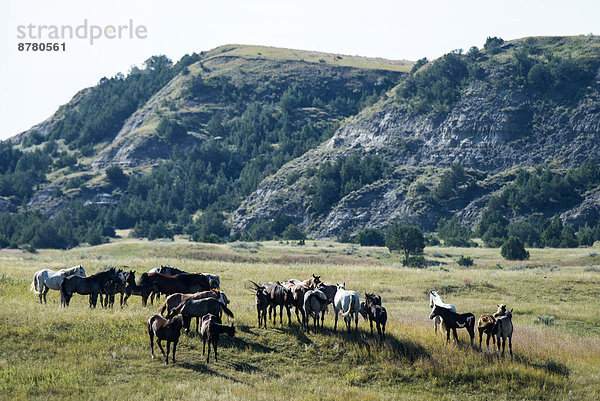 Vereinigte Staaten von Amerika  USA  Nationalpark  Freiheit  Amerika  ungestüm  North Dakota  Prärie