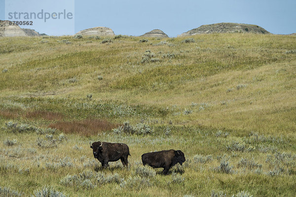 Vereinigte Staaten von Amerika  USA  Nationalpark  Amerika  Tier  Büffel  Bison  North Dakota
