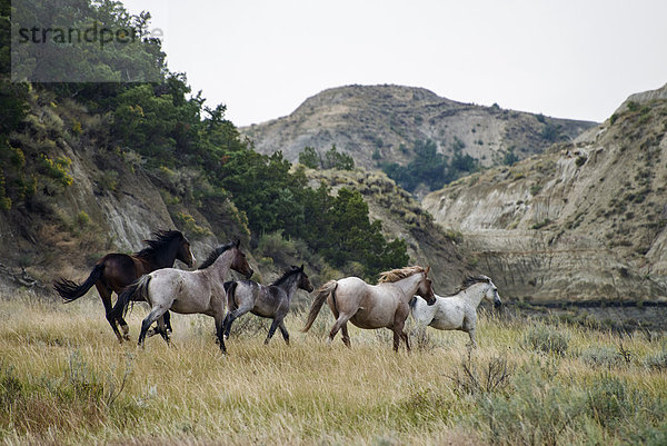 Vereinigte Staaten von Amerika  USA  Nationalpark  Freiheit  Amerika  ungestüm  North Dakota  Prärie