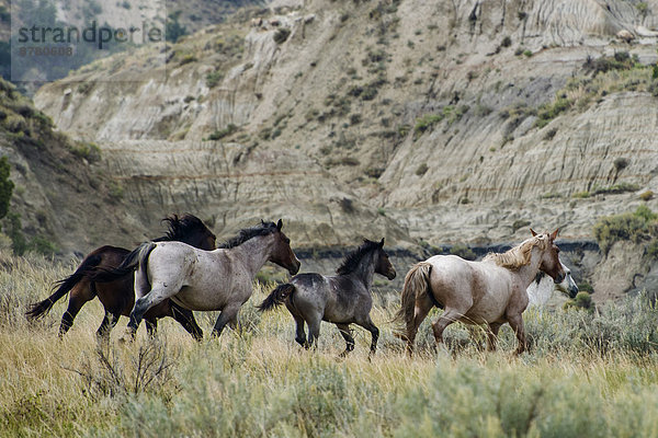 Vereinigte Staaten von Amerika  USA  Nationalpark  Freiheit  Amerika  ungestüm  North Dakota  Prärie