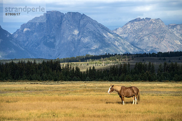Vereinigte Staaten von Amerika  USA  Nationalpark  Freiheit  Amerika  Landschaft  Tier  Pferd  Equus caballus  Grand Teton Nationalpark  Prärie  Wyoming