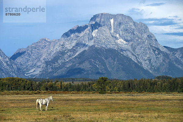 Vereinigte Staaten von Amerika  USA  Nationalpark  Freiheit  Amerika  Landschaft  Tier  Pferd  Equus caballus  Grand Teton Nationalpark  Prärie  Wyoming