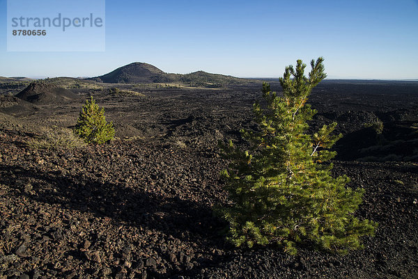 Vereinigte Staaten von Amerika  USA  Amerika  Baum  Landschaft  Geologie  Anordnung  Lava  Idaho  National Monument